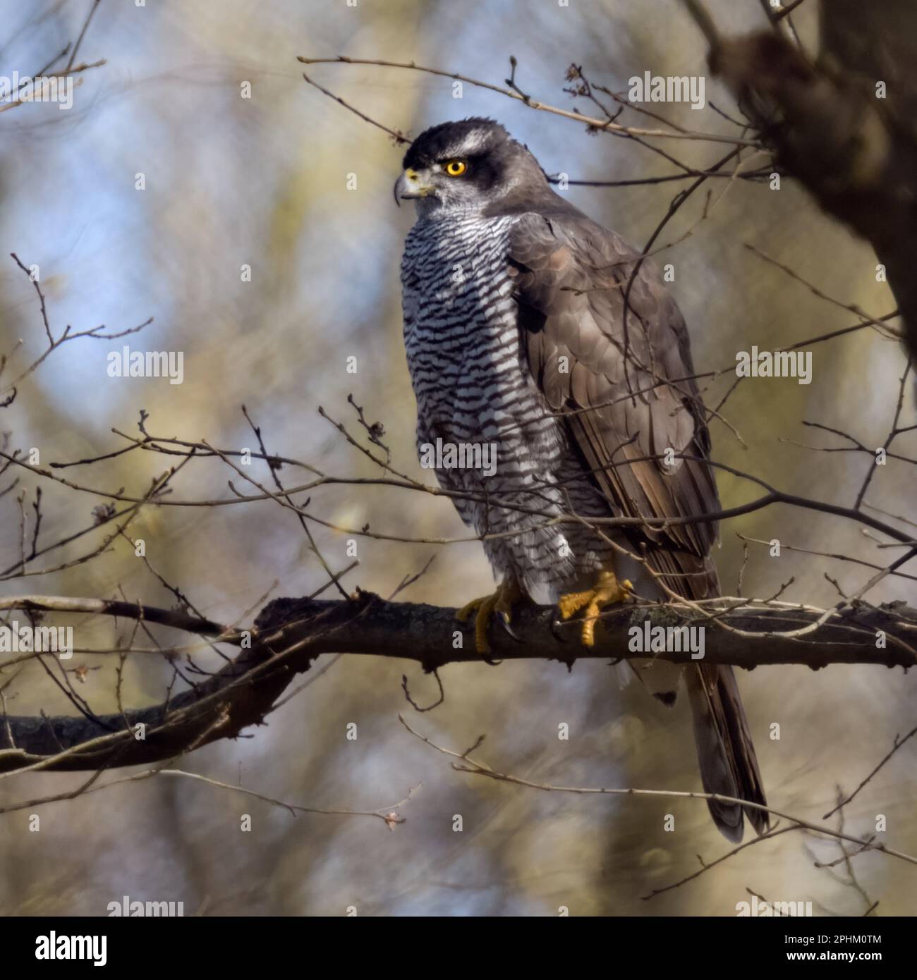 élevé... Goshawk ( Accipiter gentilis ), goshawk femelle reposant haut dans un arbre Banque D'Images élevé... Goshawk ( Accipiter gentilis ), goshawk femelle reposant haut dans un arbre Banque D'Images