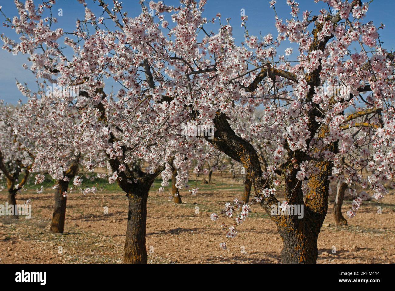 Fleur d'amande. Lleida, Catalogne, Espagne. Banque D'Images