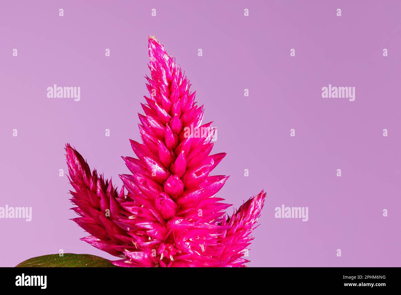 Macro photographie d'une fleur de celosia Banque D'Images