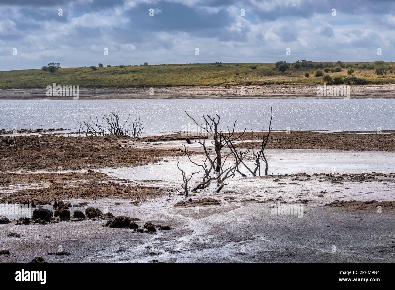 Les conditions de sécheresse et les niveaux d'eau en recul exposent les restes d'arbres morts dans le squelette du réservoir du lac Colliford, sur la Moor Bodmin, à Cornwall, dans le Banque D'Images