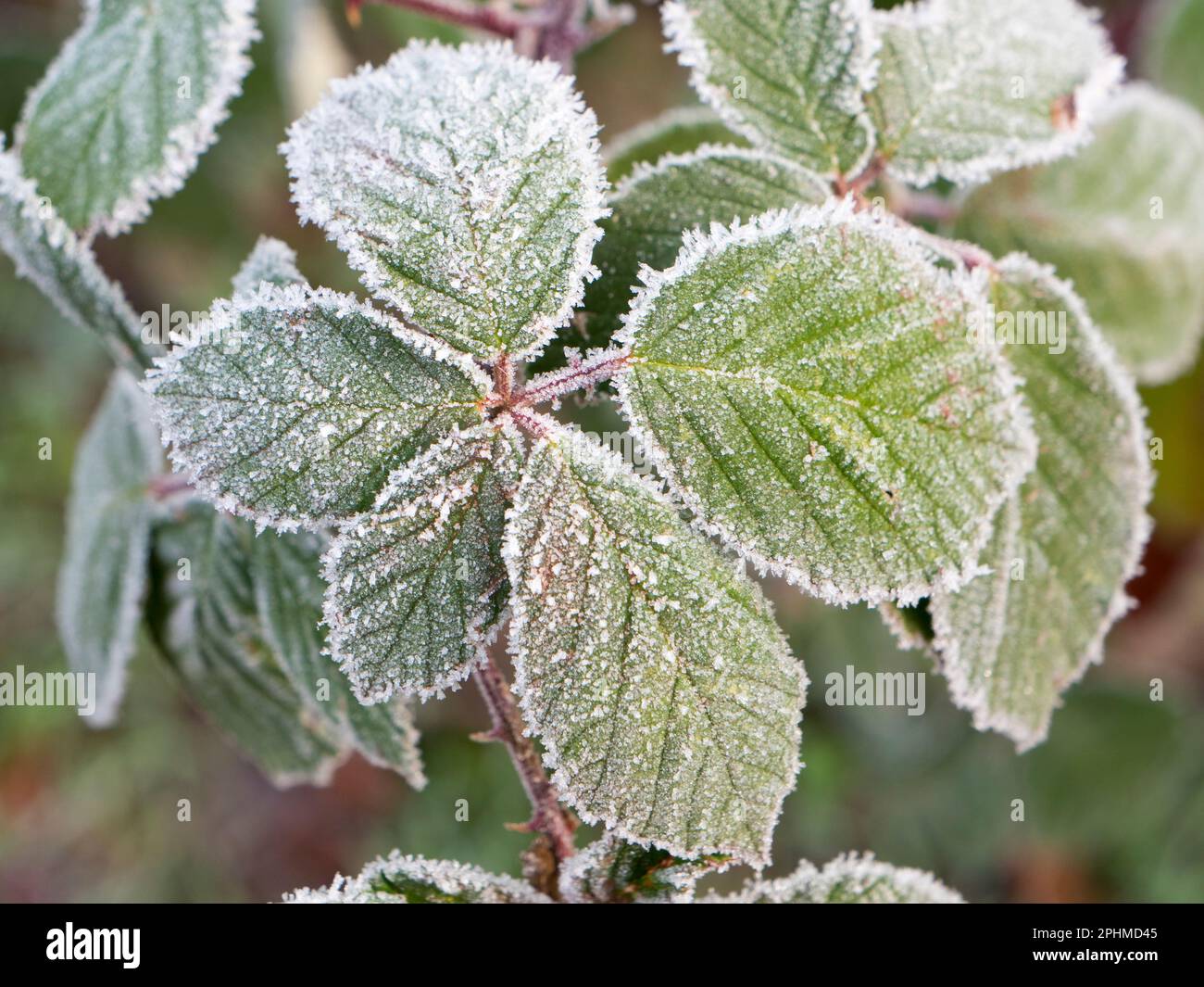 Une feuille de Nettle étincelante et givrée à Radley Village, Oxfordshire. Eh bien, je suis presque sûr que c'est un ortie - Urtica dioica; mais je ne me suis pas accroché autour pour tester Banque D'Images