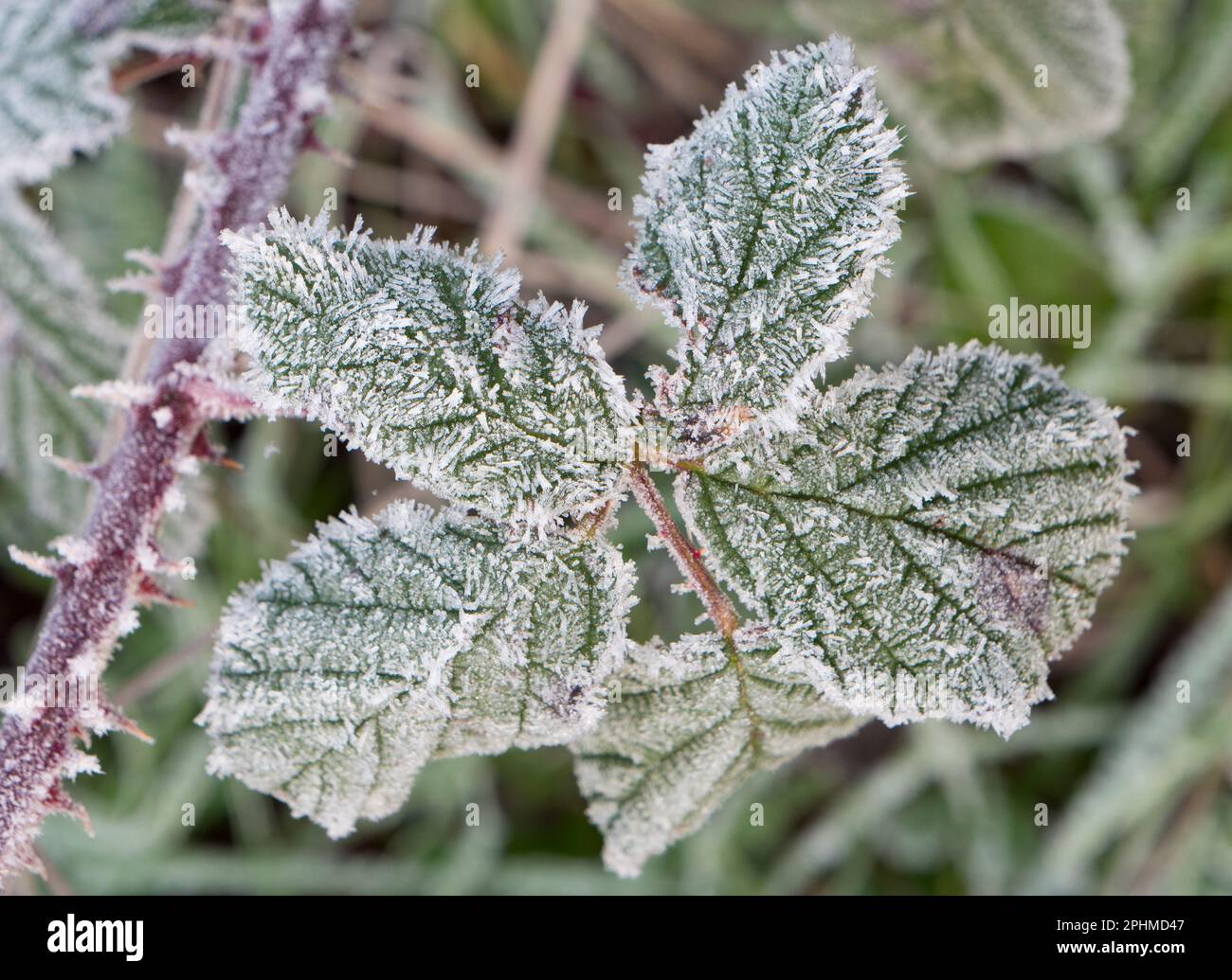 Une feuille de Nettle étincelante et givrée à Radley Village, Oxfordshire. Eh bien, je suis presque sûr que c'est un ortie - Urtica dioica; mais je ne me suis pas accroché autour pour tester Banque D'Images