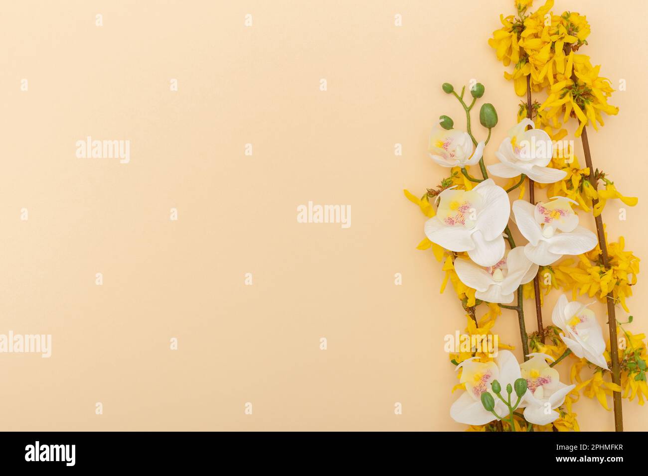 Fond beige de printemps minimaliste avec des couleurs pastel et des éléments printaniers tels que l'orchidée blanche, les branches et les fleurs jaunes, adapté pour la brochure Banque D'Images