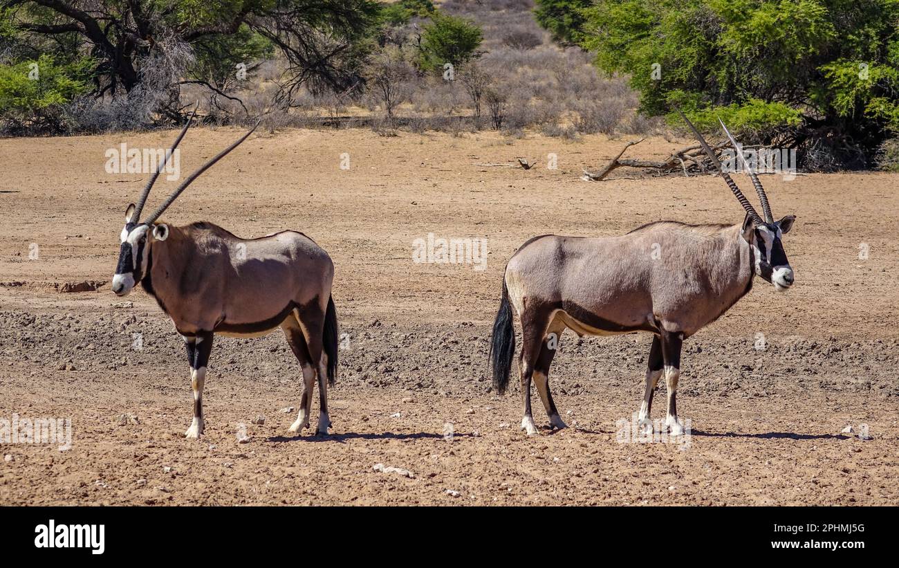 Dos à Dos, deux gardes l'oryx salon dans la savane de la Namibie, l'Afrique. Banque D'Images