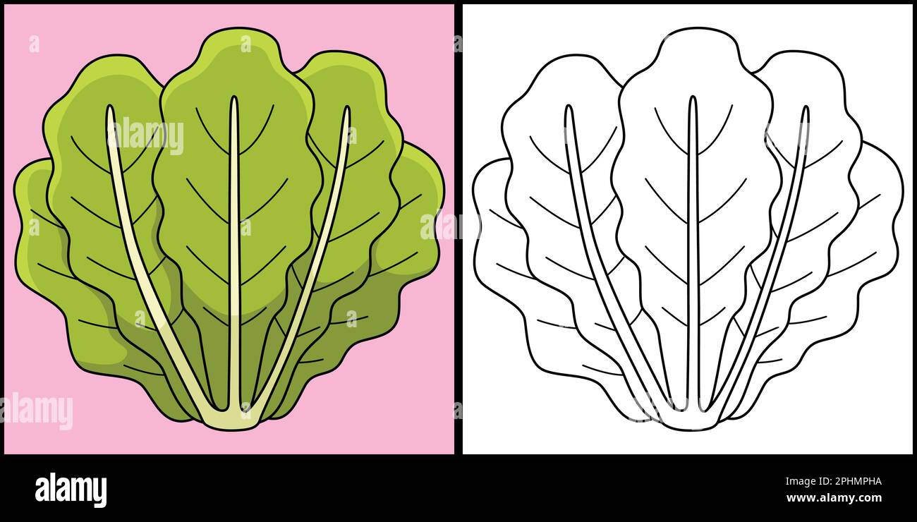 Illustration de la coloration des légumes à la laitue romaine Illustration de Vecteur