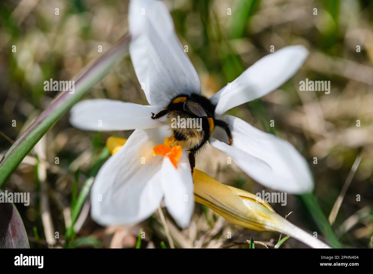 Un bourdon recueille le nectar d'un crocus blanc en fleurs. Vue de dessus. Banque D'Images