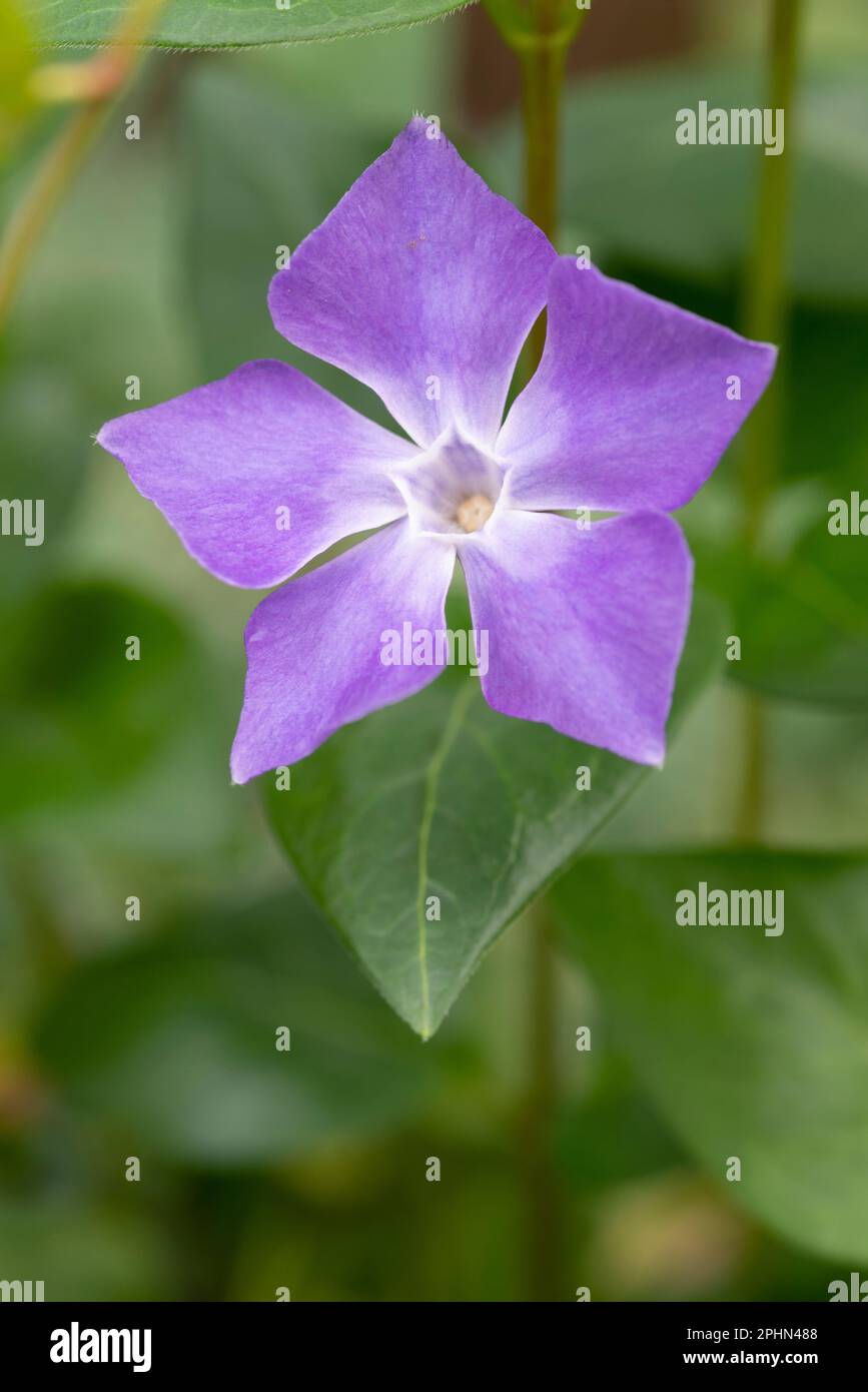 Fleur périphérique violette, Vinca Major Banque D'Images