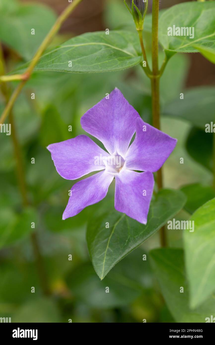 Fleur périphérique violette, Vinca Major Banque D'Images