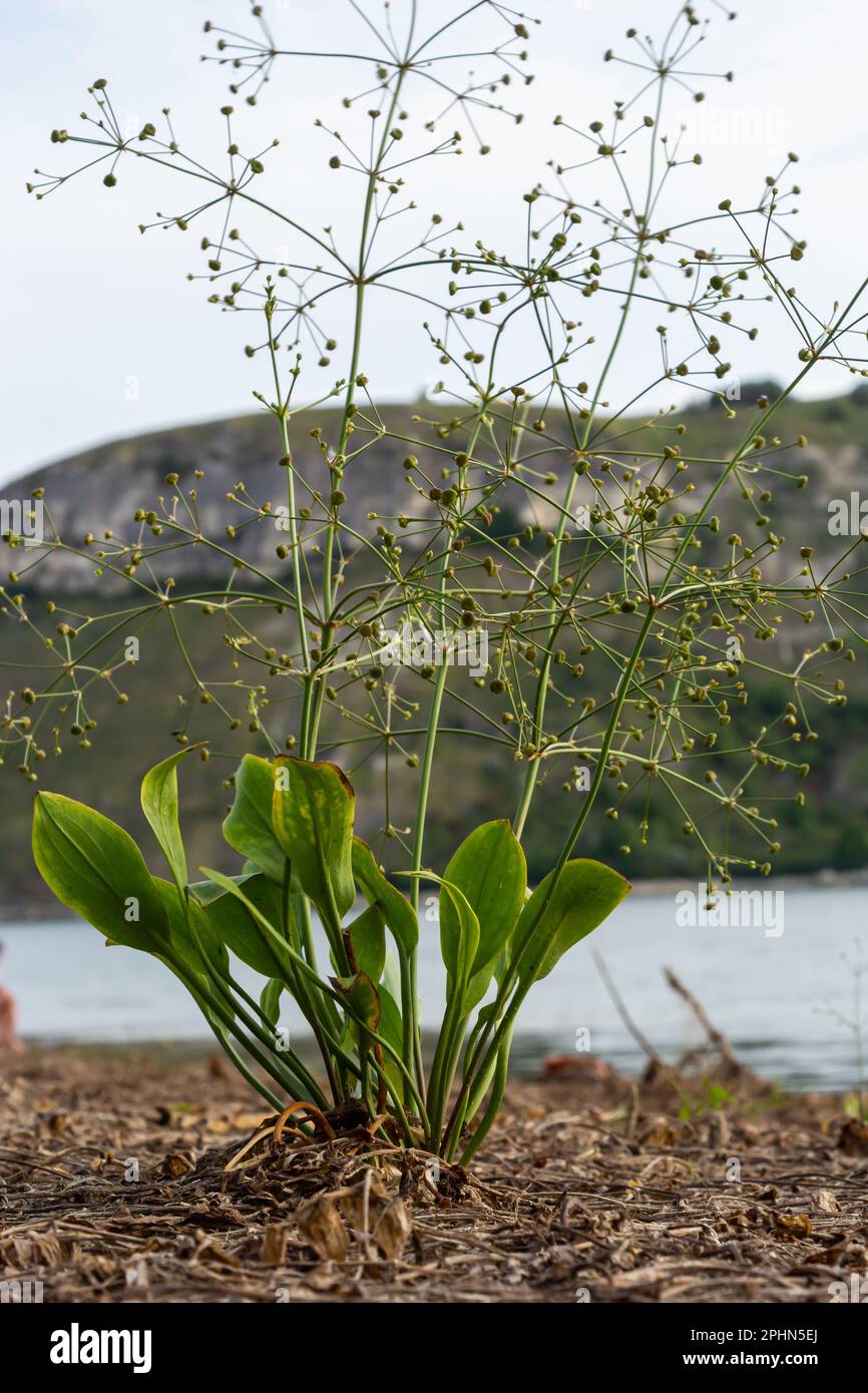 Fleurs de plantain d'eau européen, Alisma plantago aquatica, Banque D'Images
