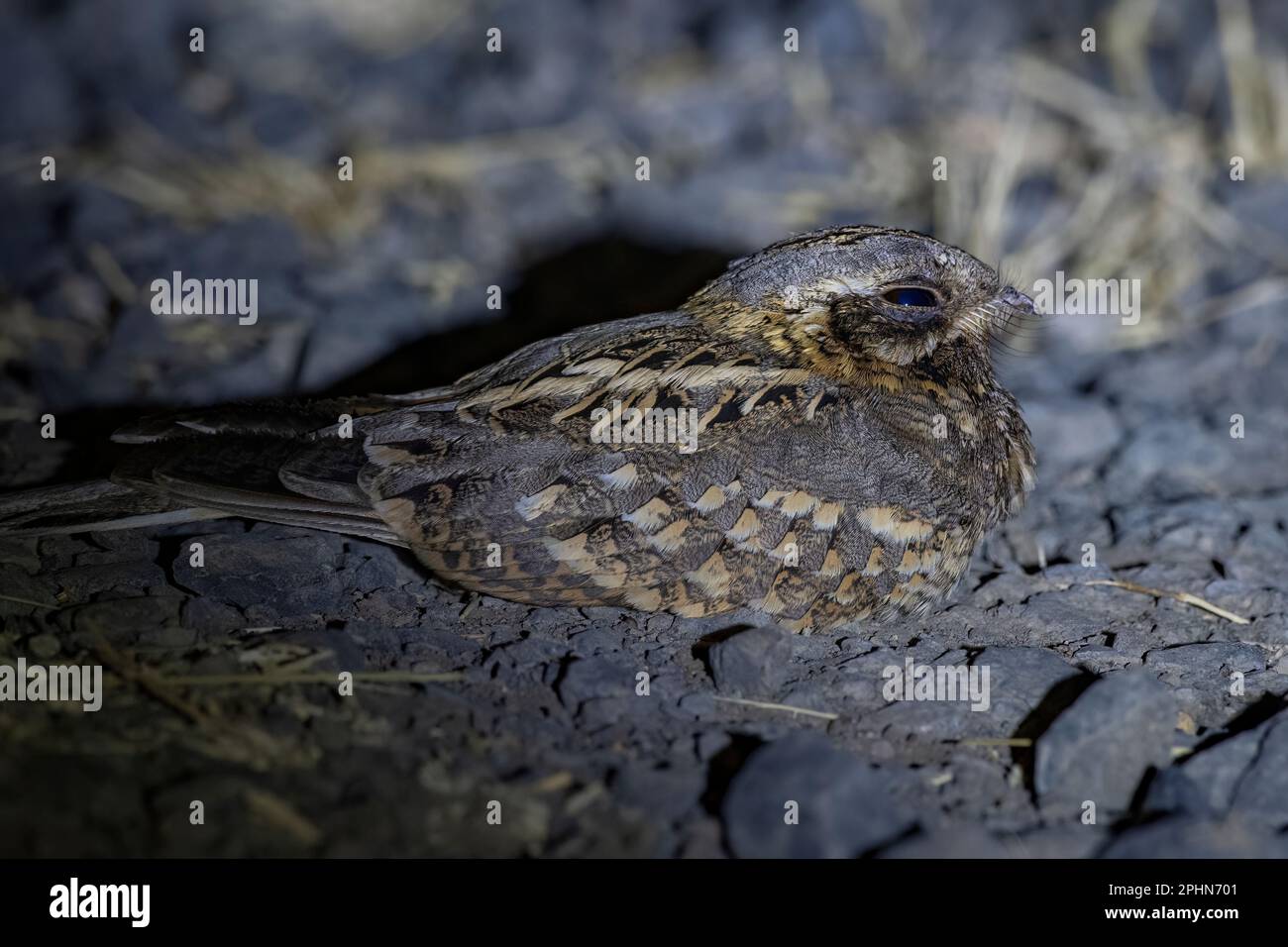 Boîte de nuit indienne ou Caprimulgus asioticus observé à Rann de Kutch dans le Gujarat, en Inde Banque D'Images