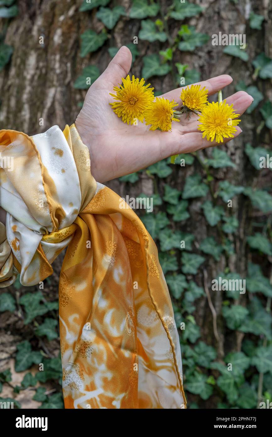 Une main féminine décorée d'un foulard attaché au poignet tient des fleurs de pissenlit jaunes dans la paume Banque D'Images