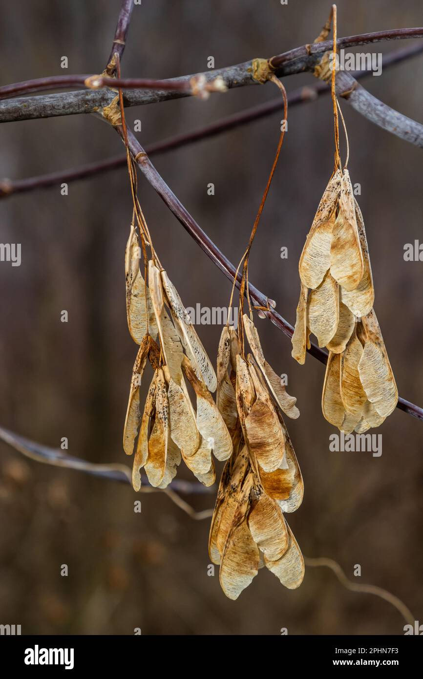 Graines d'érable sèches accrochées à une branche en automne. Banque D'Images