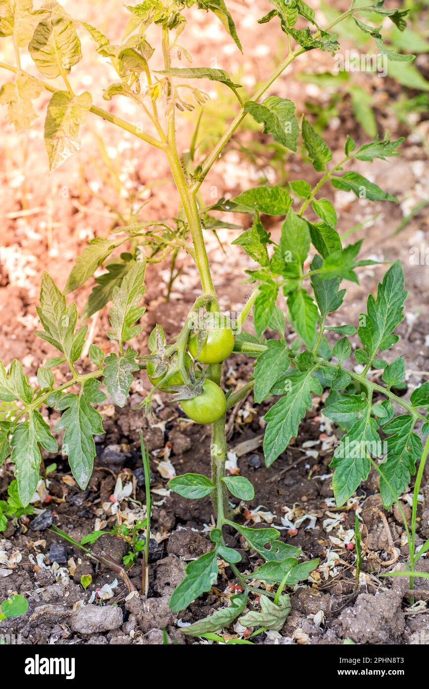 Buisson de tomates vertes avec petites tomates vertes sur une branche. Culture de tomates à l'extérieur. Banque D'Images