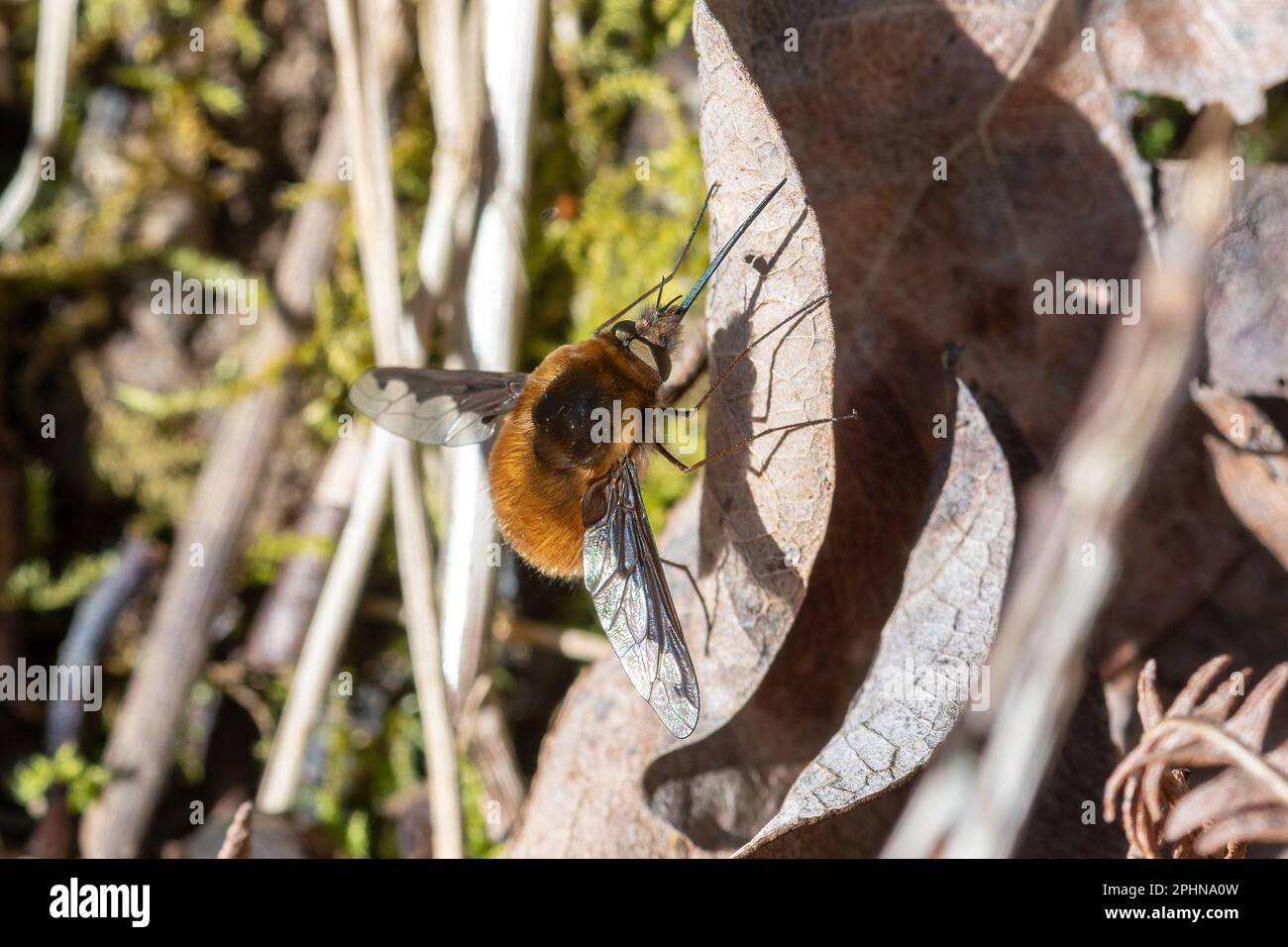 Bombylius Major, la grande mouche d'abeille, qui est un imitant d'abeille parasite, Angleterre, Royaume-Uni, pendant le printemps Banque D'Images