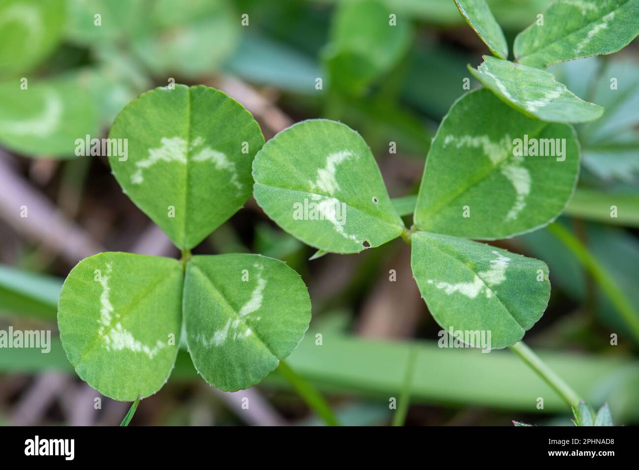 Trèfle rouge (Trifolium pratense) feuilles de trèfle, Angleterre, Royaume-Uni, une fleur sauvage ou une mauvaise herbe commune Banque D'Images