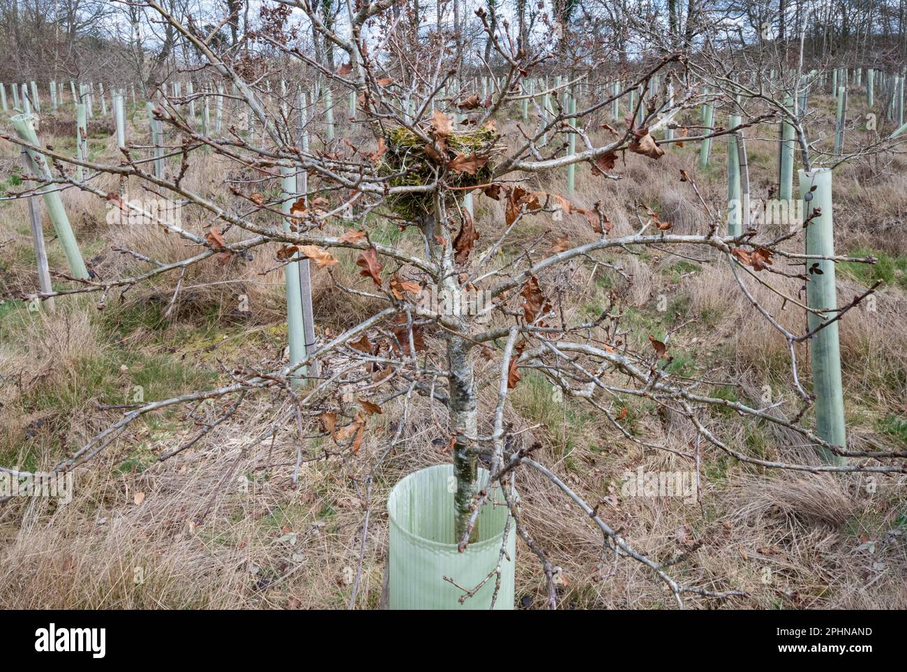 Nid d'oiseau dans un jeune arbre encore dans un tube protecteur d'arbre dans une plantation forestière, plantation d'arbres et concept de la faune, Angleterre, Royaume-Uni Banque D'Images