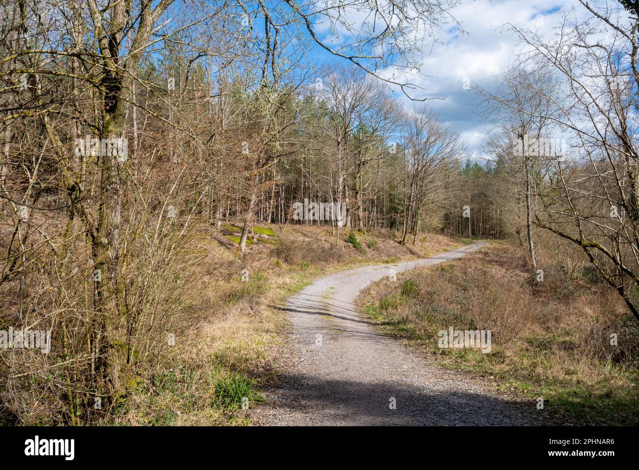 Sentier ou piste à travers la forêt de Chiddingfold SSSI en mars, Surrey, Angleterre, Royaume-Uni. Paysage de printemps des bois Banque D'Images