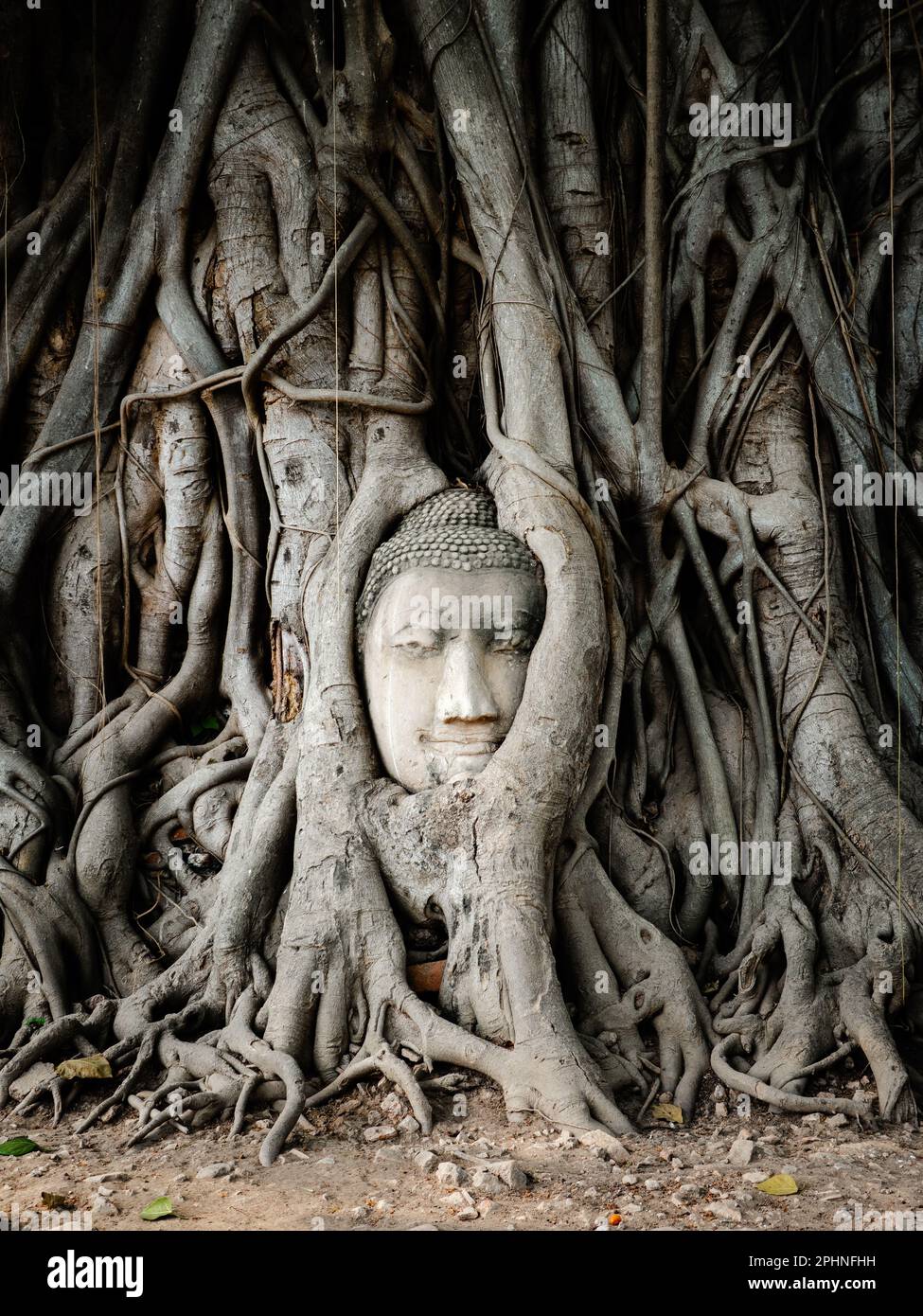 Bouddha se rend dans les racines des arbres banyan au temple Wat Mahathe dans le parc historique d'Ayutthaya, en Thaïlande. Banque D'Images