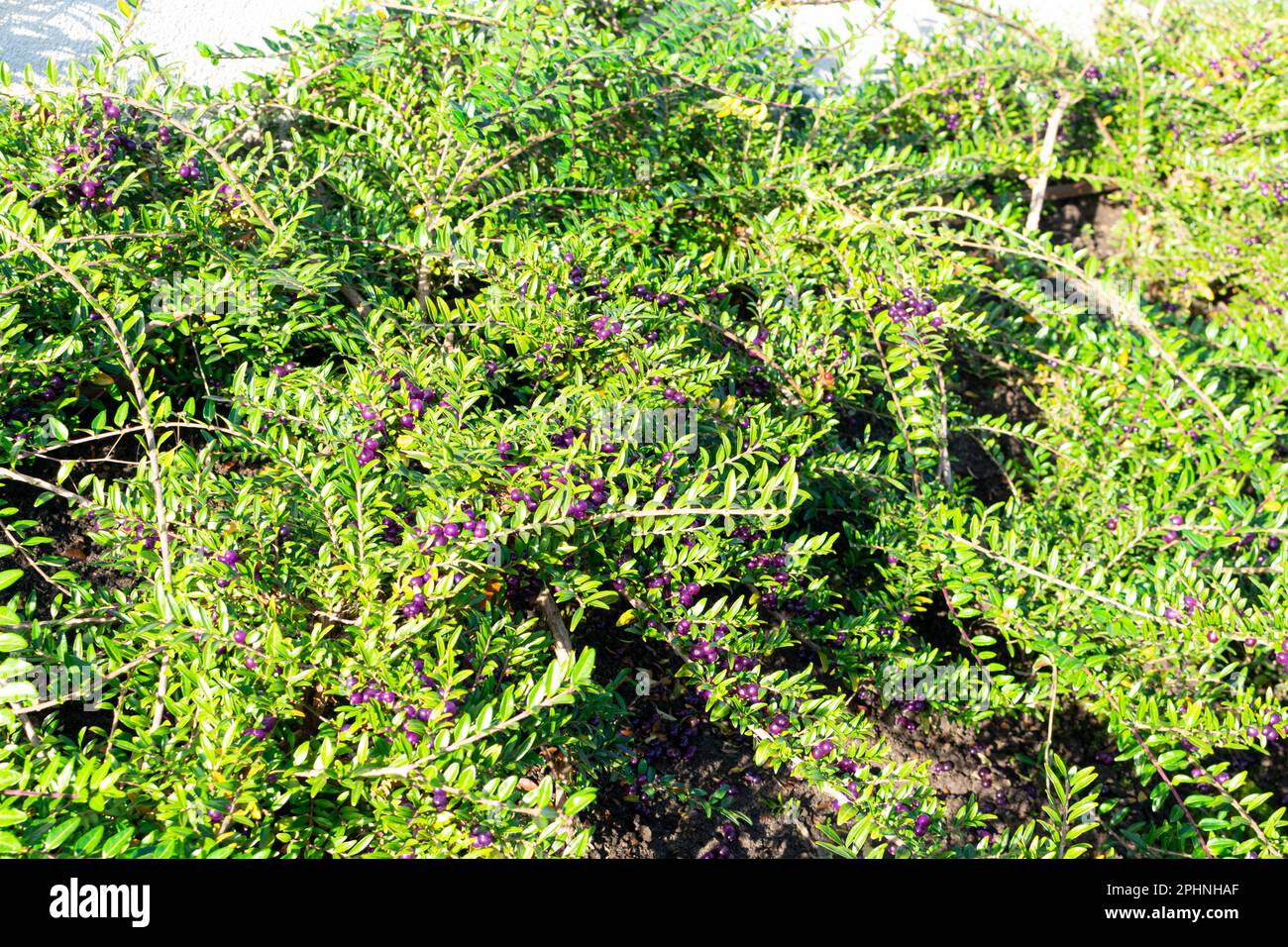 Evergreen Decorative Hedge Lonicera pileata avec feuilles brillantes, boîte de feuilles de papier de chèvrefeuille ou de baies de papier de chèvrefeuille de miel Privet Banque D'Images