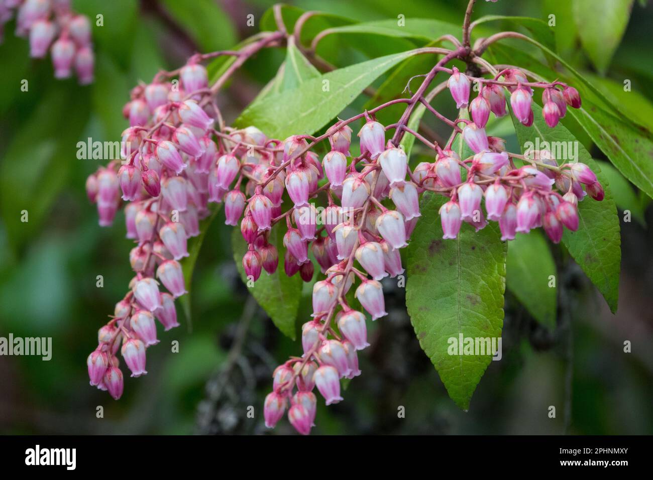 Muguet arbuste de la vallée Pieris japonica Rose plante Pieris japonaise fleurs du début du printemps fleurs japonaises andromède fleurs japonaises Pieris Valley Rose Banque D'Images