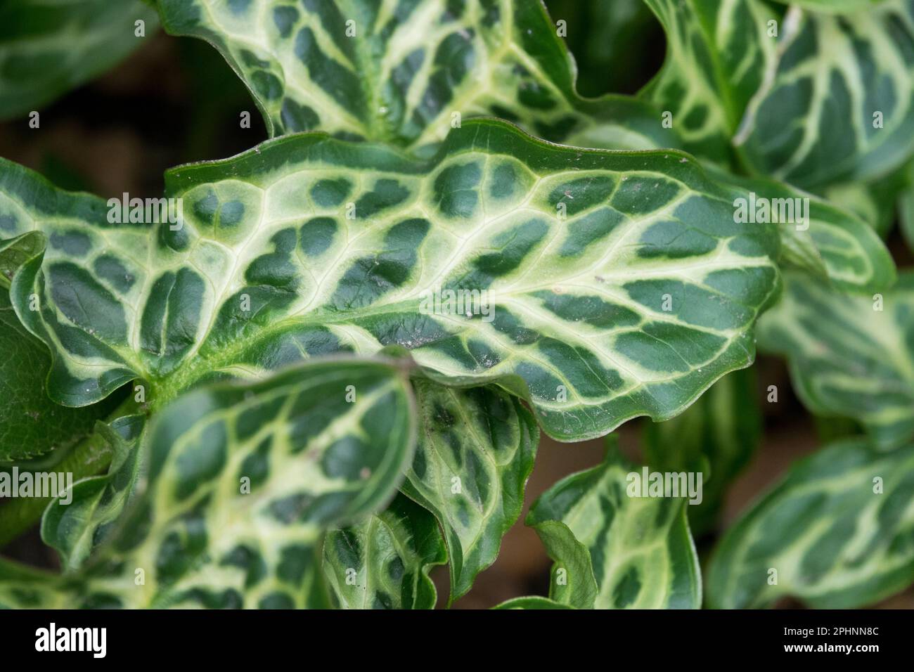 Lords and Ladies, Arum italicum 'Bill Baker', début du printemps, plante, Décorative, feuilles Banque D'Images