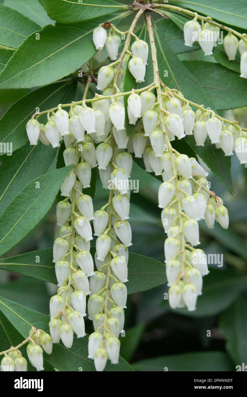 Pieris Snowdrift, Lily of the Valley, Pieris japonica Snowdrift, Blooms, Evergreen Banque D'Images