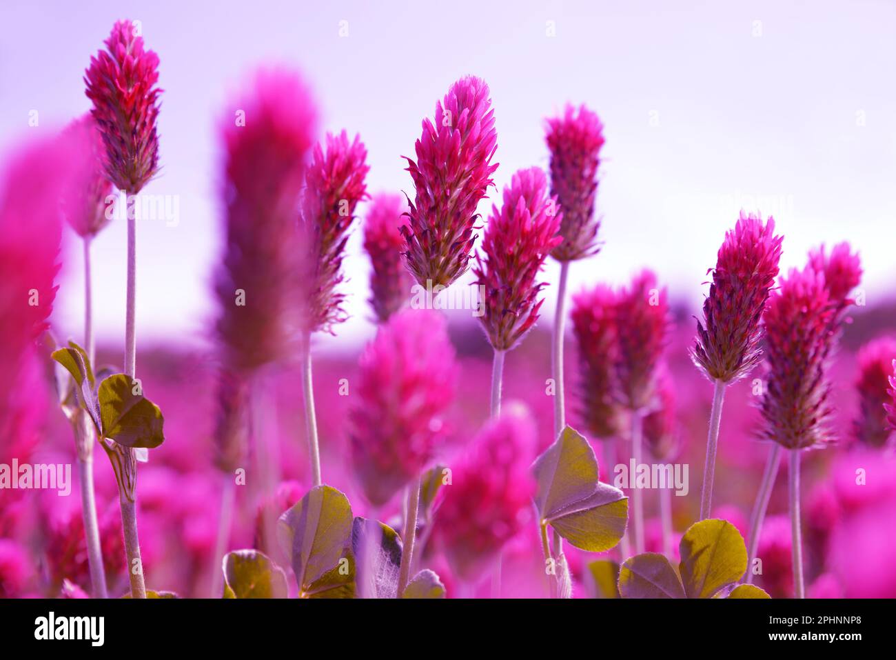 Champ de floraison des trèfle pourpre (Trifolium incarnatum) gros plan. Saison de printemps. Banque D'Images