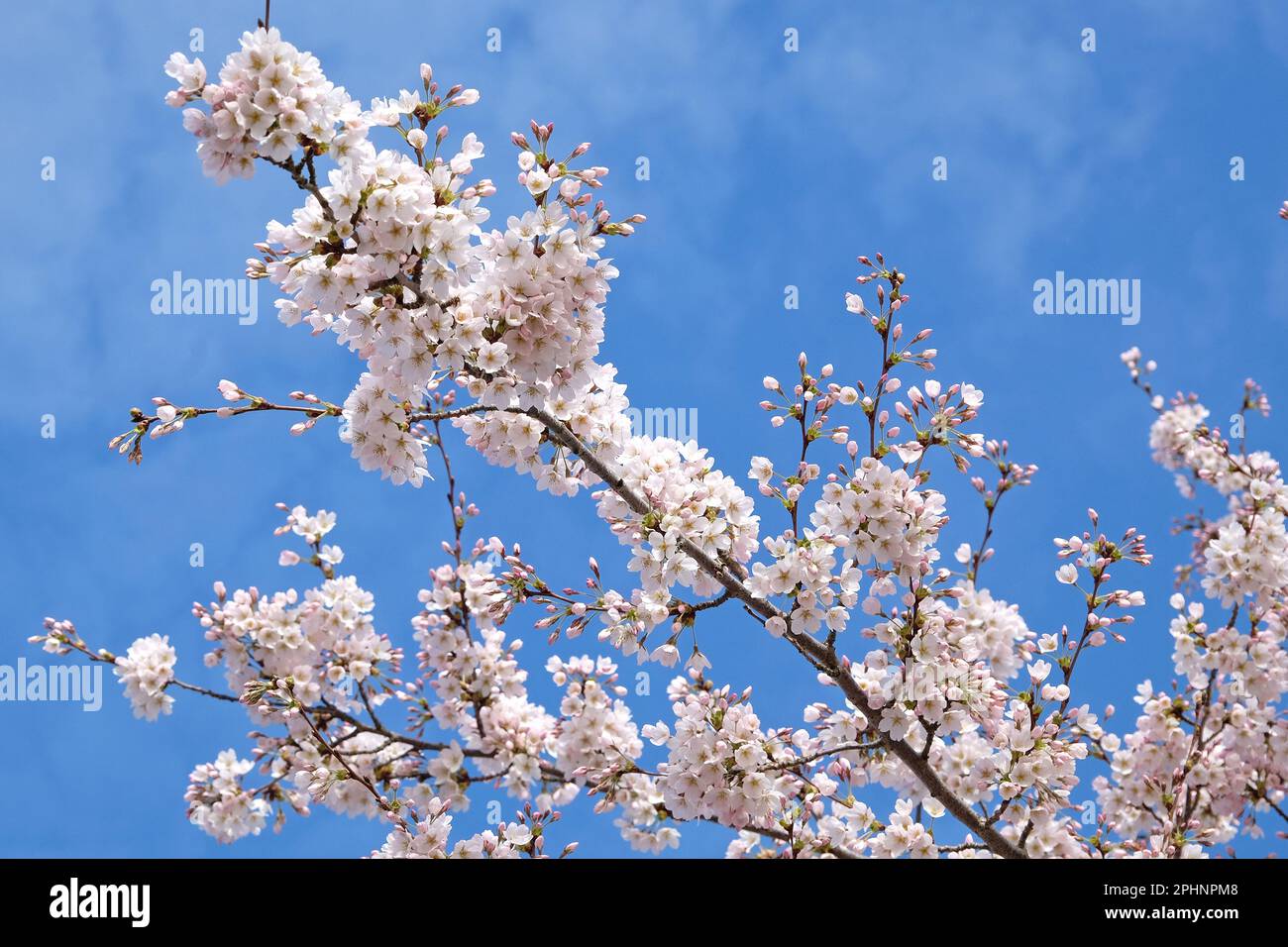 Cerisiers Yoshino, Prunus yedoensis, en fleurs. Banque D'Images