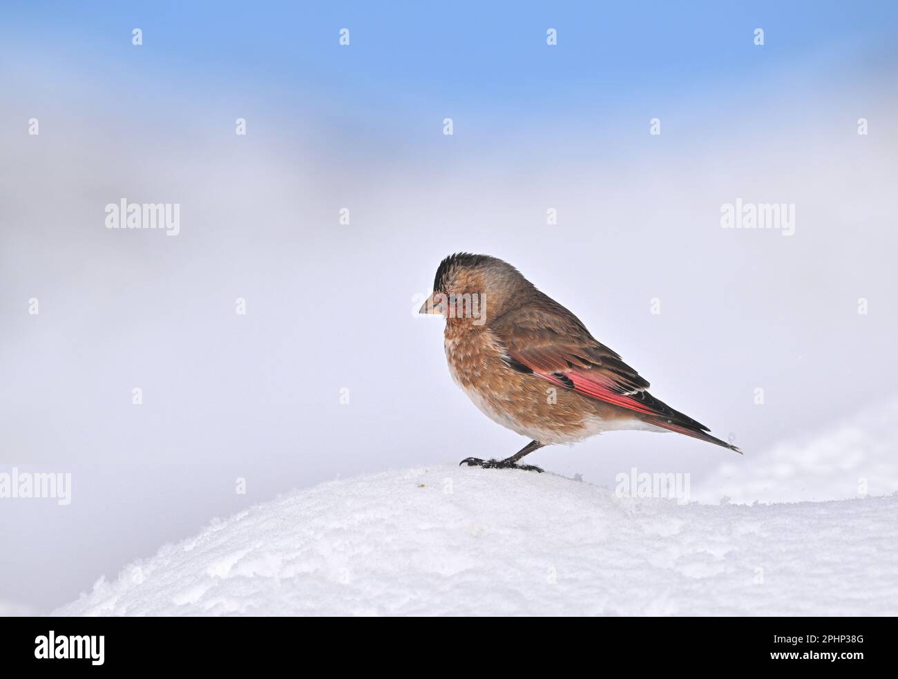 Finch ailé de cramoisi africain - Rhodopechys alienus Banque D'Images