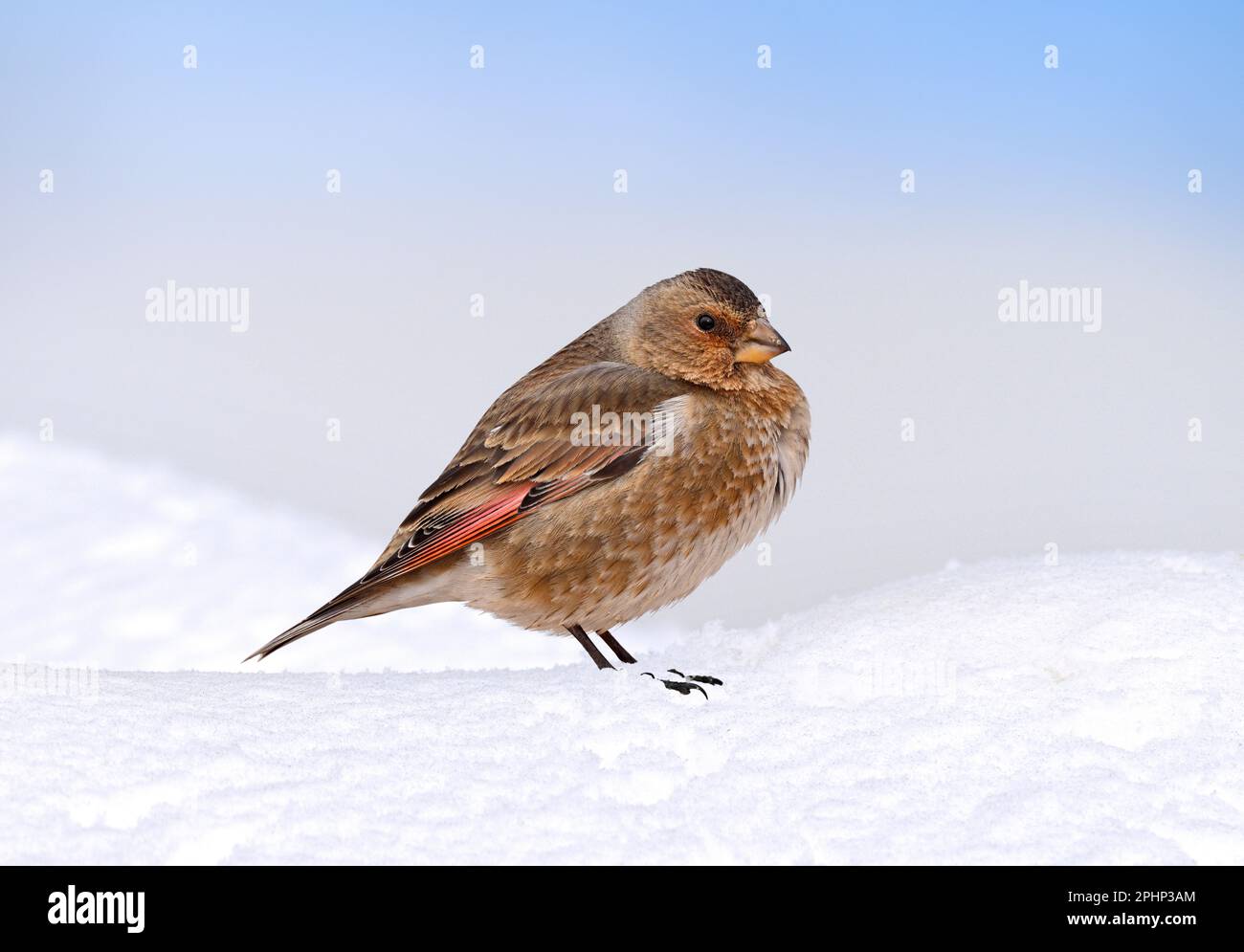 Finch ailé de cramoisi africain - Rhodopechys alienus Banque D'Images