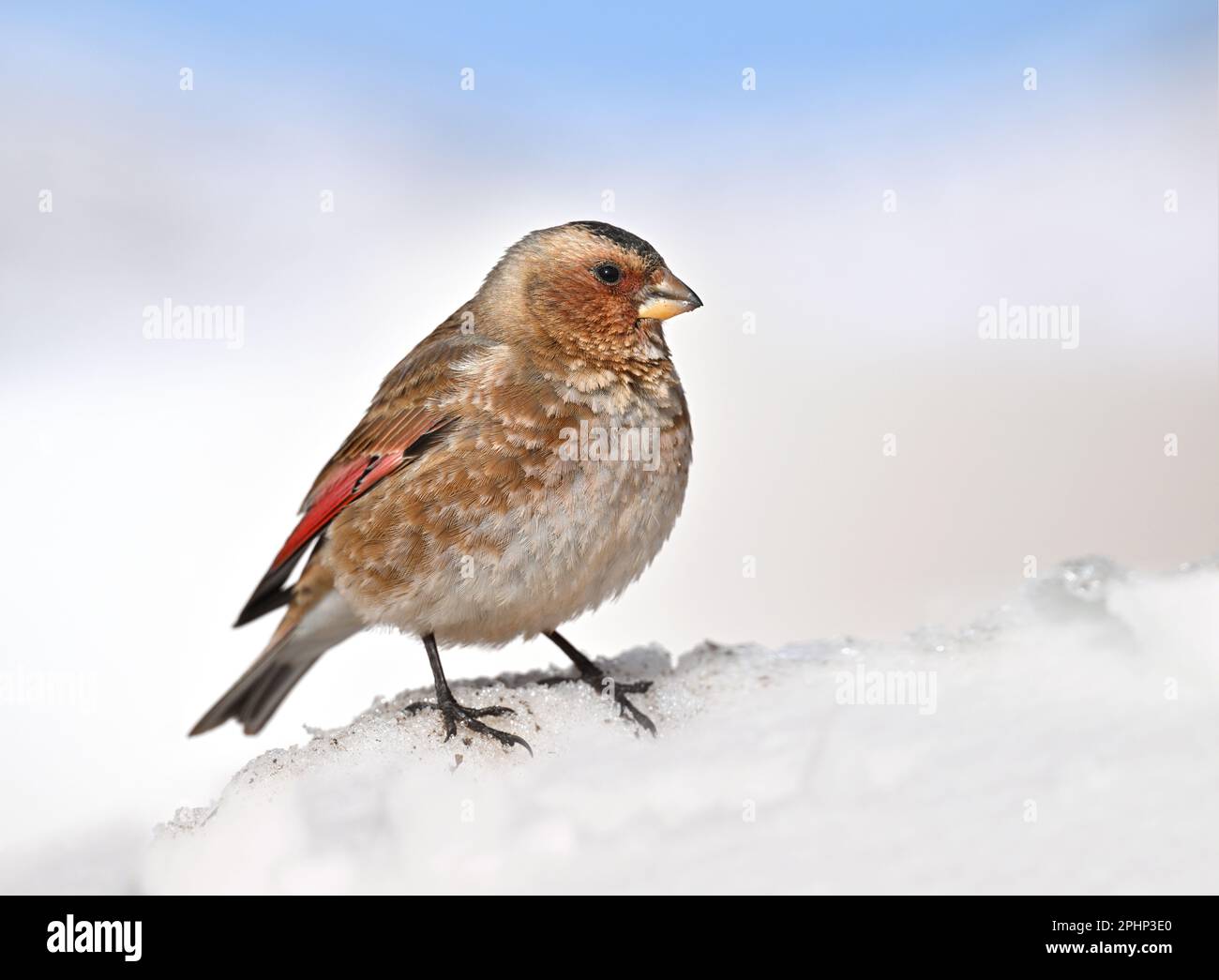 Finch ailé de cramoisi africain - Rhodopechys alienus Banque D'Images