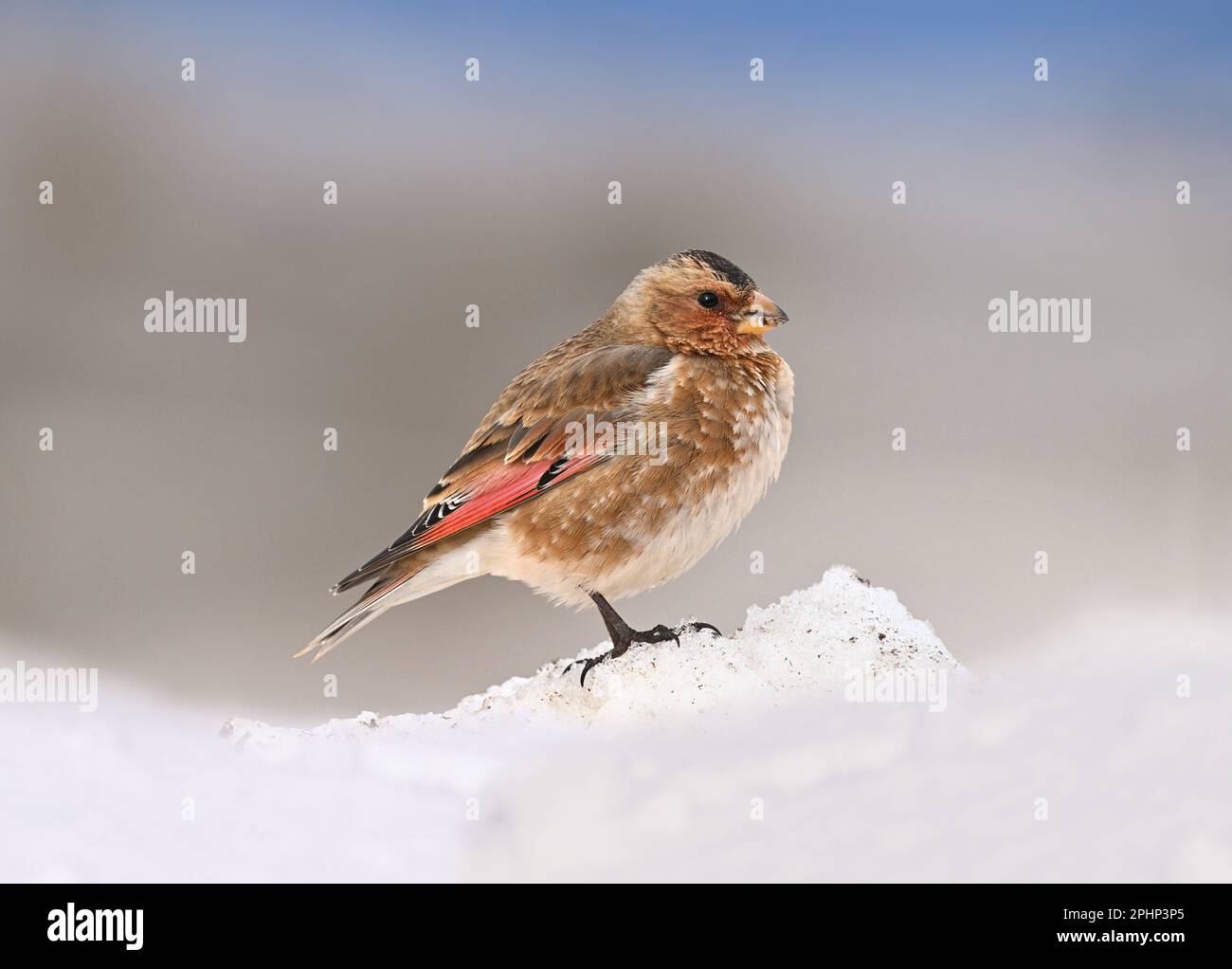 Finch ailé de cramoisi africain - Rhodopechys alienus Banque D'Images