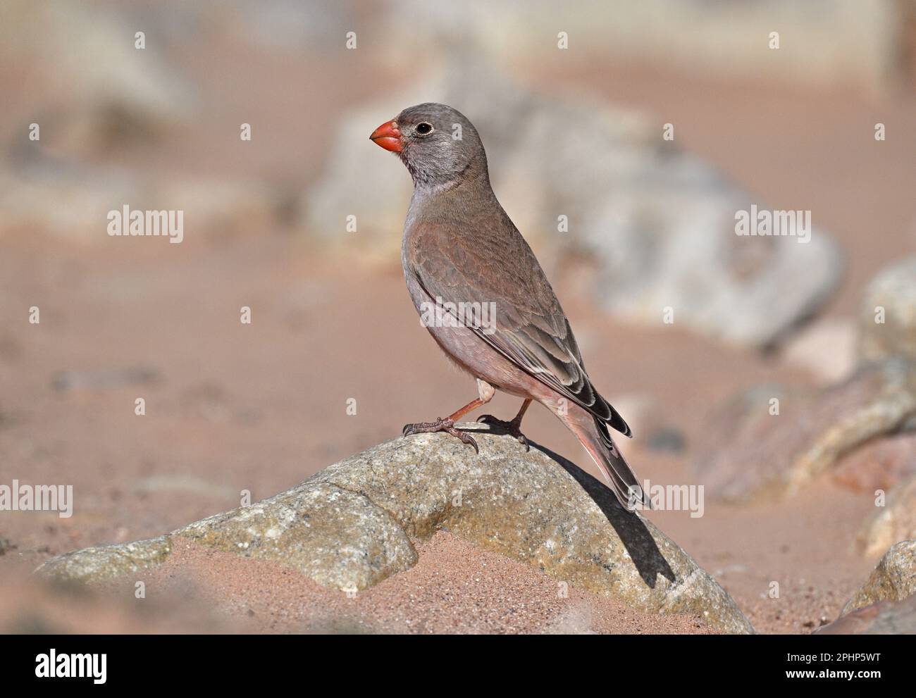 - Bucanates githagineus Trumpeter Finch Banque D'Images