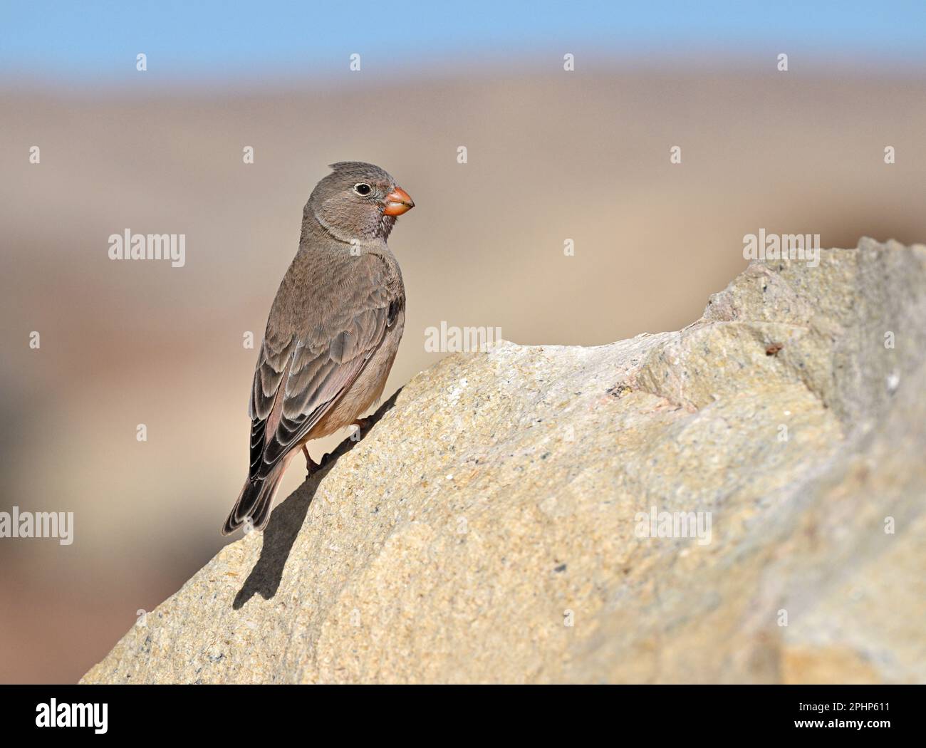 - Bucanates githagineus Trumpeter Finch Banque D'Images