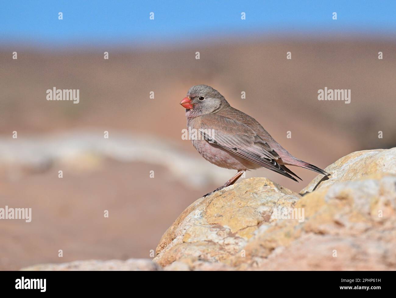 - Bucanates githagineus Trumpeter Finch Banque D'Images