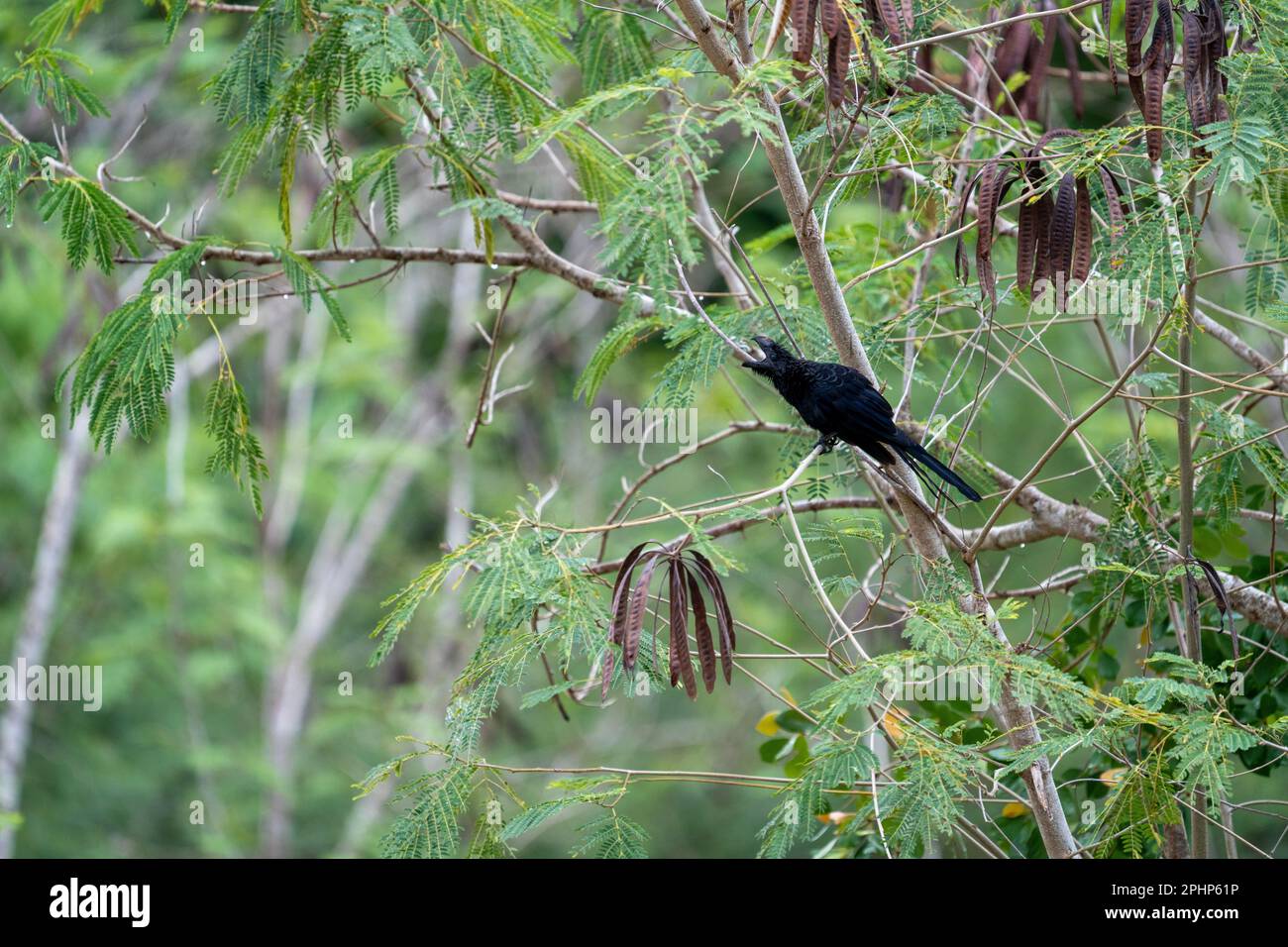 Ani à bec lisse - Crotophaga ani Banque D'Images