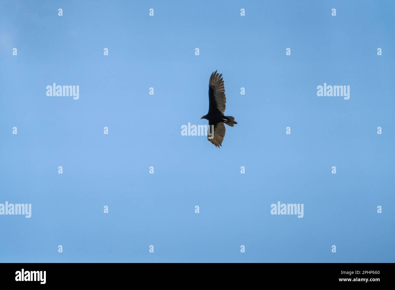 Turquie Vulture - Cathartes aura sur l'aile Banque D'Images