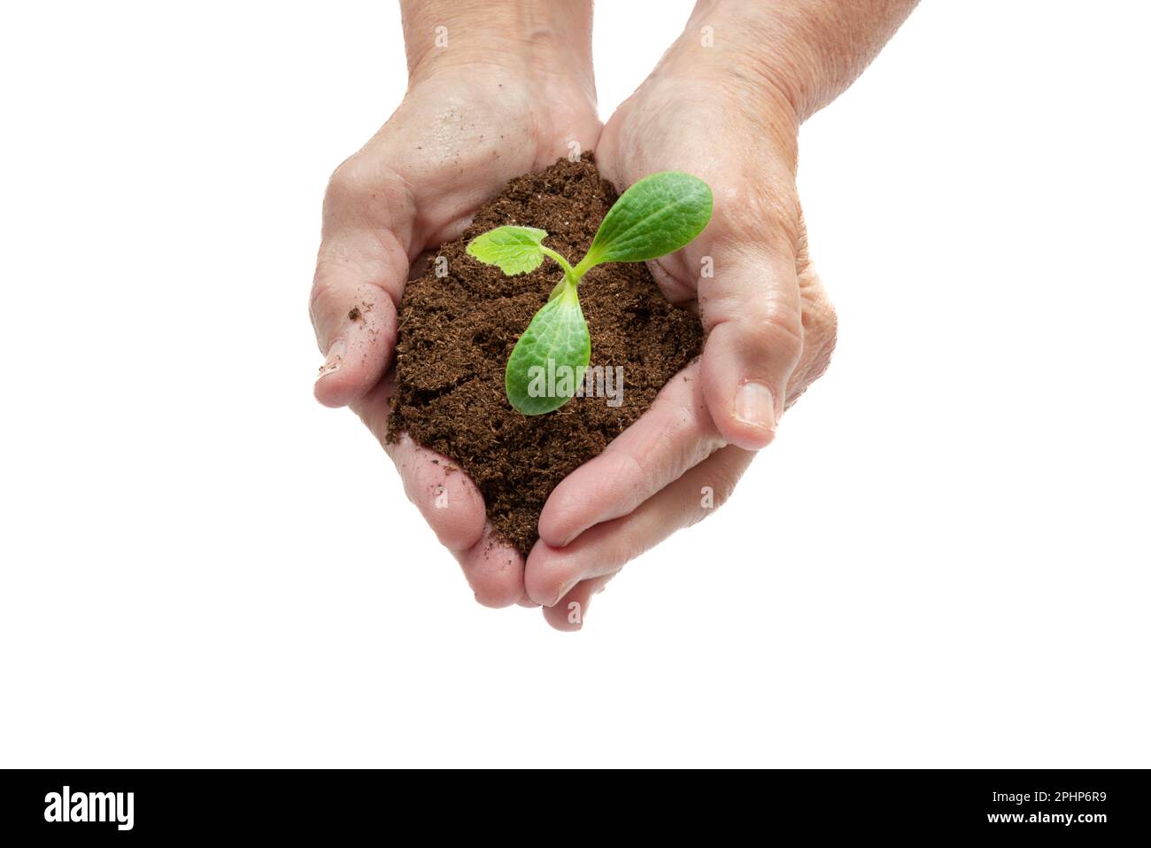Plan horizontal des mains d’une femme tenant une jeune courge dans un sol en pot. Arrière-plan blanc avec espace de copie. Banque D'Images