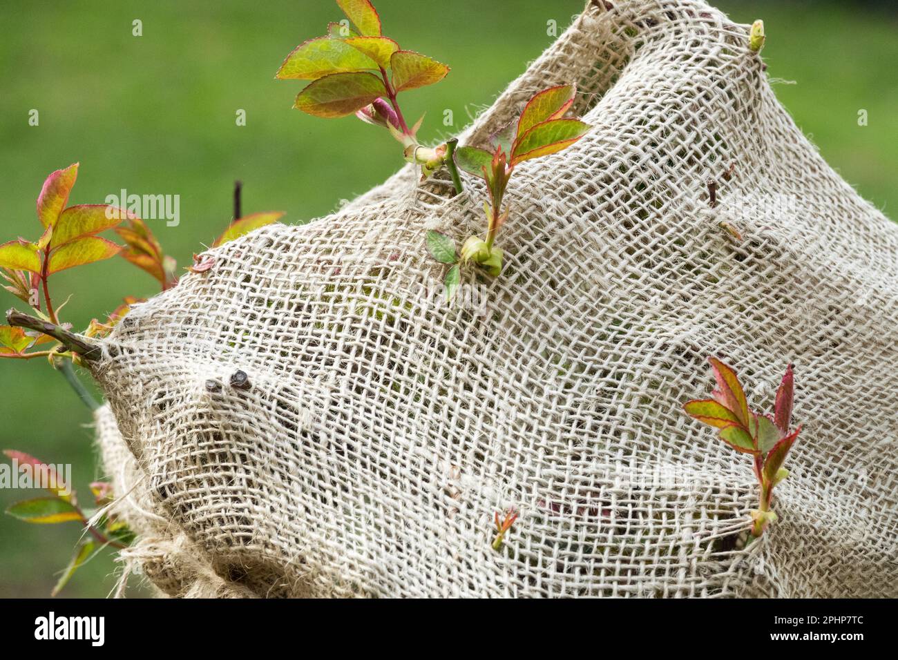 Plante de protection hiver rose standard, sac de jute Banque D'Images