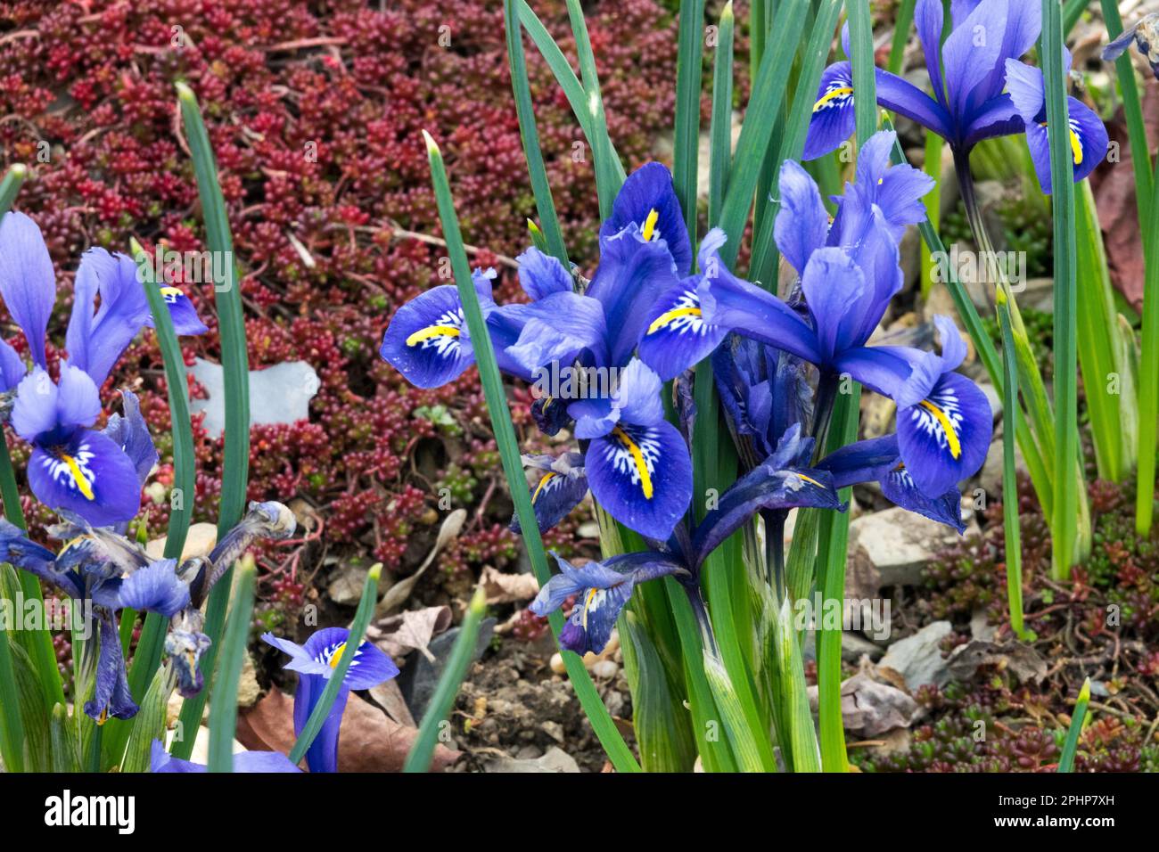 Iris Harmony, fond de l'album Sedum « Coral Carpet », Rockery, Garden, début du printemps, Iris reticulata « Harmony », Iris nain, Fleur, alpin, plante Banque D'Images