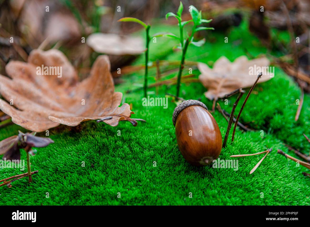 Le chêne glands se trouve dans la forêt sur des mousses vertes Banque D'Images