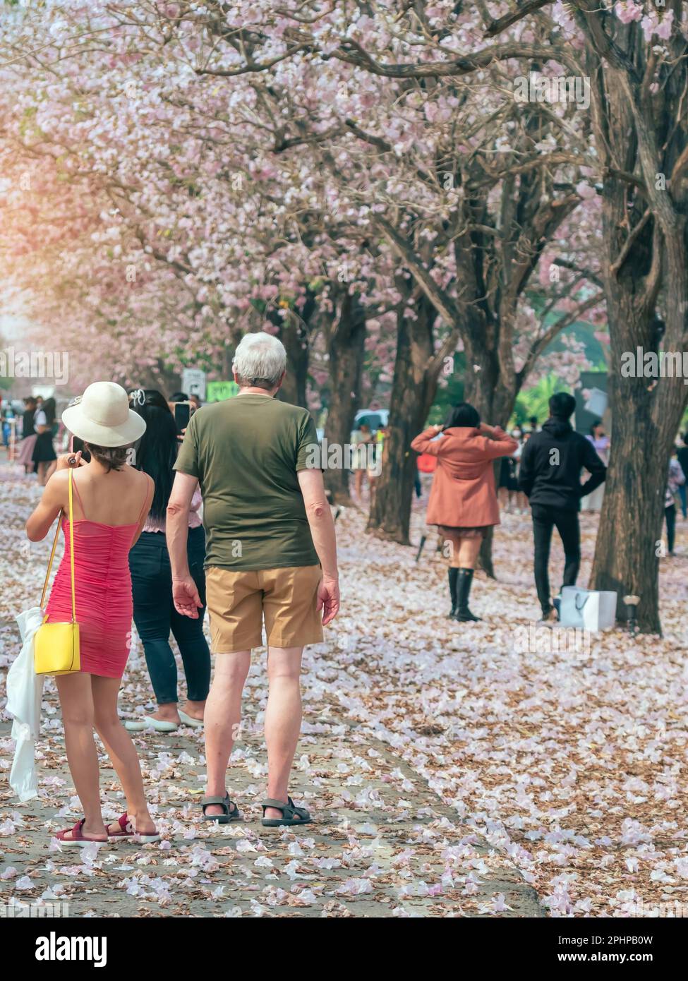 Vue arrière de Happiness amant marcher avec le paysage de la belle trompette rose floraison et tombant sur le sol comme la route rose. Couple avec beau Banque D'Images