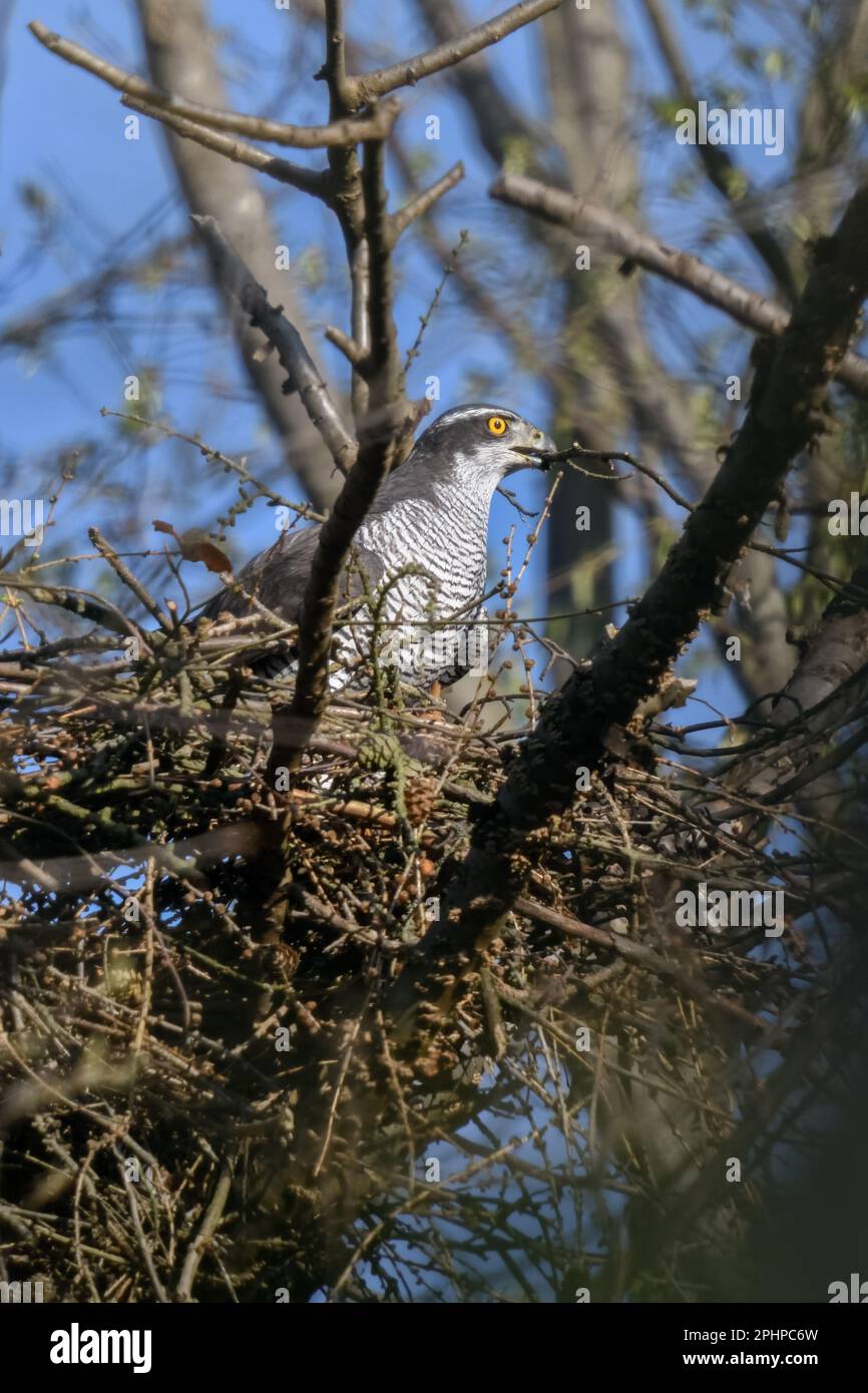 Construction du nid... Goshawk ( Accipiter gentilis ), goshawk femelle construisant son nid. Banque D'Images