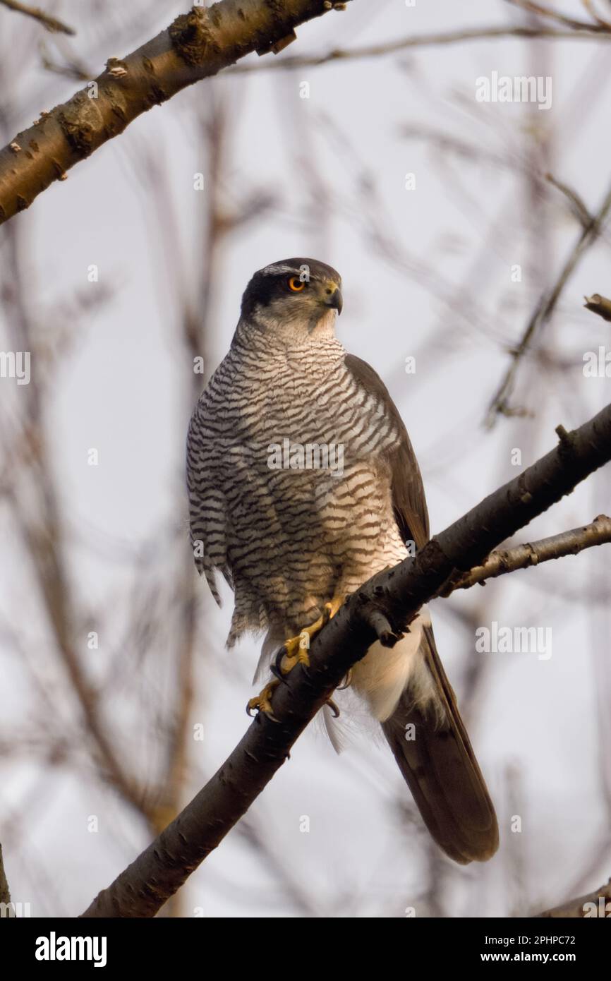 chasseur secret... Palpeur du Nord ( Accipiter gentilis ), chasse masculine à la palpeur Banque D'Images chasseur secret... Palpeur du Nord ( Accipiter gentilis ), chasse masculine à la palpeur Banque D'Images