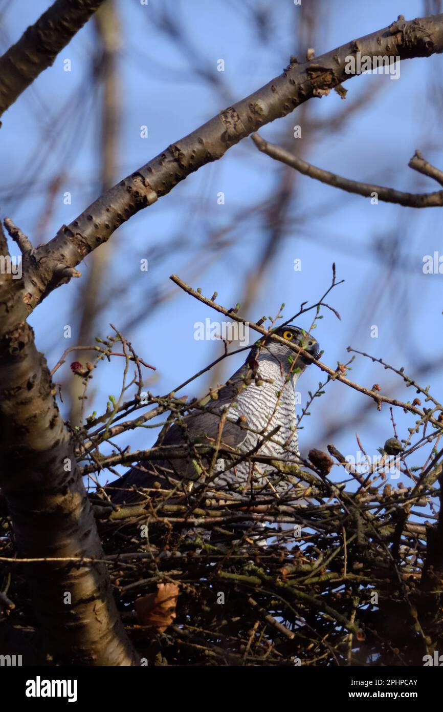 préparation finale de la couvée... Goshawk ( Accipiter gentilis ), goshawk femelle renforce son nid, eyrie Banque D'Images préparation finale de la couvée... Goshawk ( Accipiter gentilis ), goshawk femelle renforce son nid, eyrie Banque D'Images
