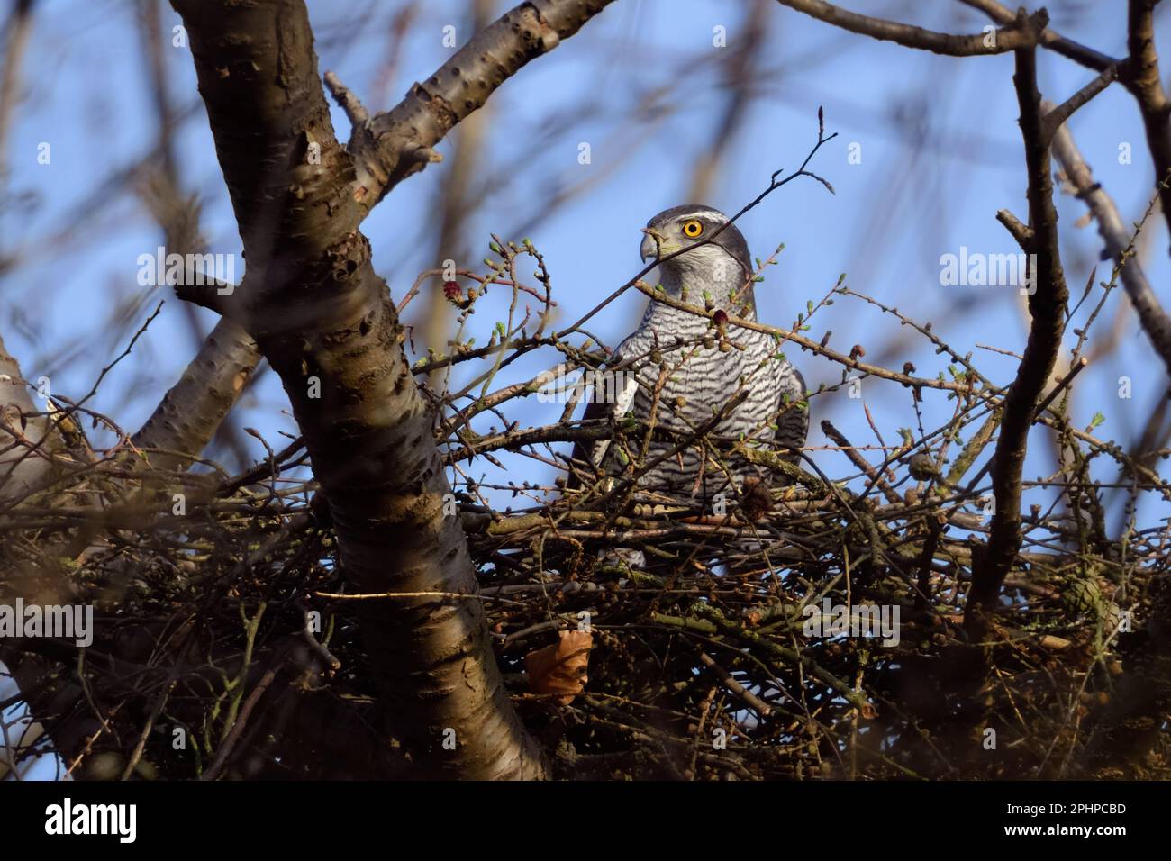 vigilant... Goshawk ( Accipiter gentilis ), le goshawk féminin garde la trace Banque D'Images vigilant... Goshawk ( Accipiter gentilis ), le goshawk féminin garde la trace Banque D'Images