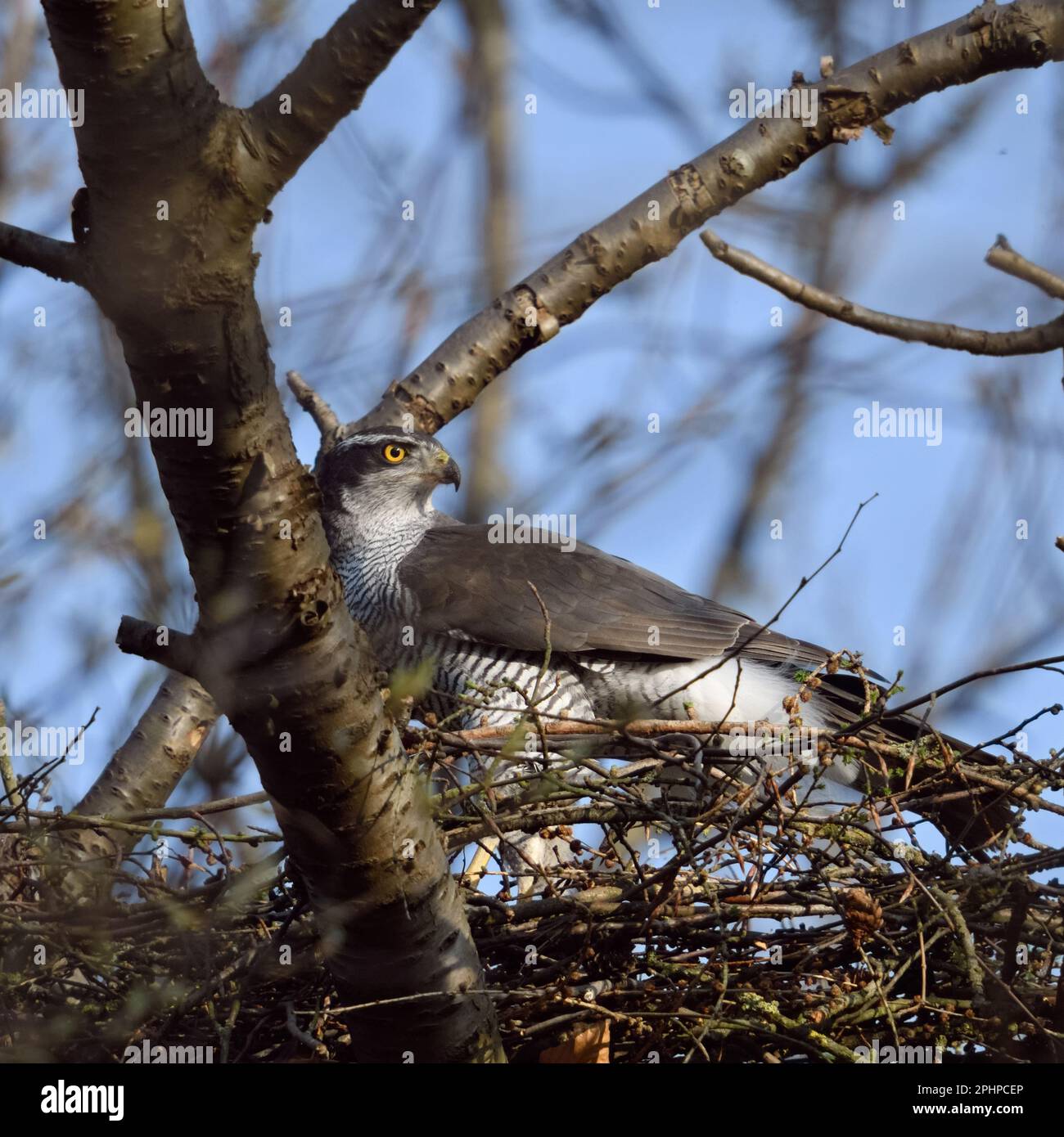 Imbrication d'arbre... Goshawk ( Accipiter gentilis ) sur son nid dans un cerisier sauvage Banque D'Images