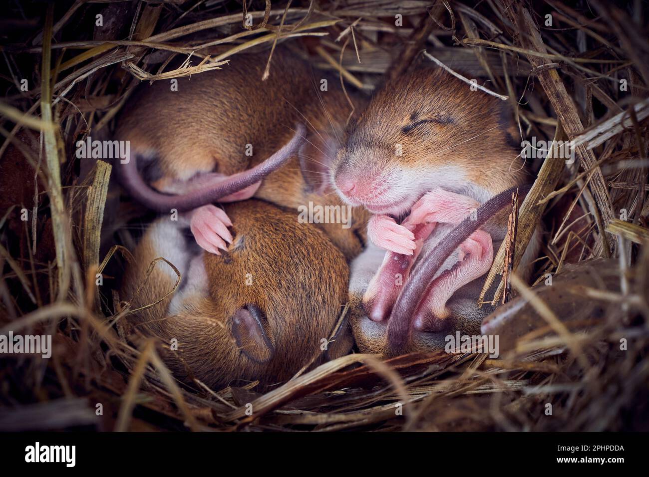 Bébé souris dormant dans un nid en position drôle (Mus musculus) Banque D'Images