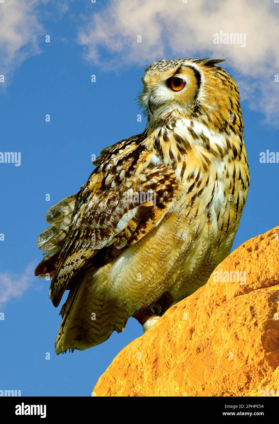 Hibou eurasien nom latin Bubo bubo perché sur un rocher Banque D'Images