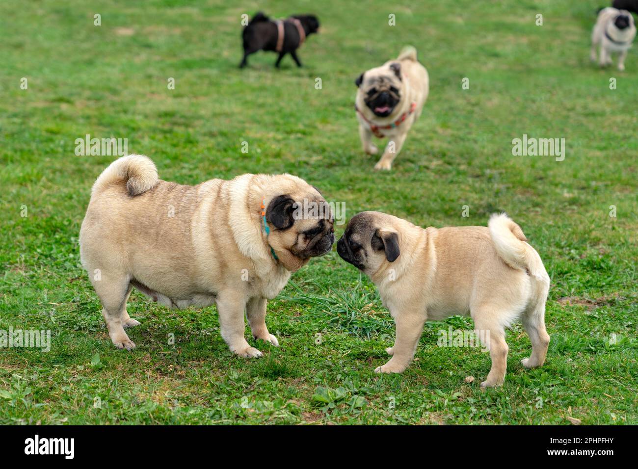 beaucoup de chiens jouant dans un centre de soins de jour de chien ensemble dehors libre . Banque D'Images